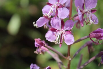 purple and pink wildflower nature