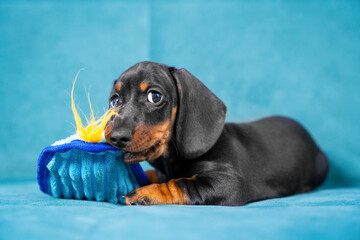Playful dachshund puppy chewing toy on teal background - cute and adorable pet portrait.