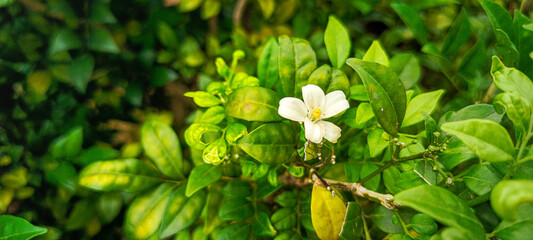 View of white flower and green leaf at the back
