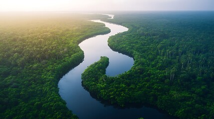 Lush Green Rainforest River Winding Through Canopy