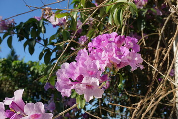 紫色のかわいい花