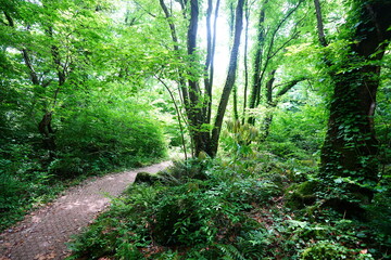 fine spring path to the light
