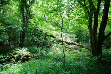Fototapeta premium wild spring forest in the gleaming sunlight