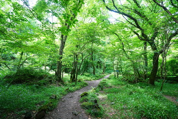 refreshing spring forest and fine path 