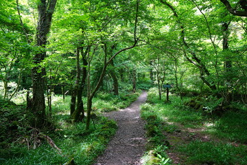 refreshing spring forest and fine path 