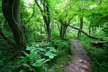 fine spring path and mossy old trees