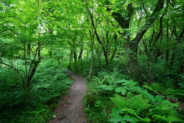 Obraz premium fine spring path and mossy old trees