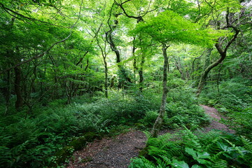 fine spring path to the light