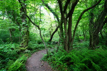 fine spring path to the light