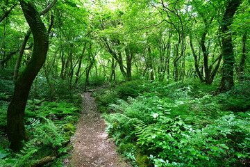 refreshing spring forest and fine path 