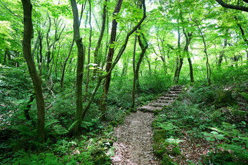 refreshing spring forest and fine path 