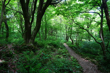 fine spring path and mossy old trees