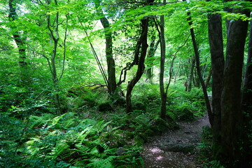 fine spring path and mossy old trees