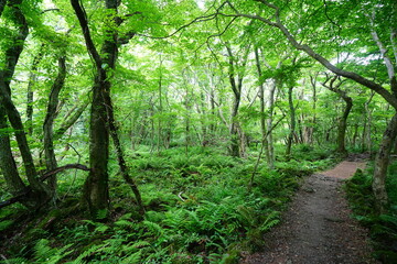 Obraz premium refreshing spring forest and fine path 