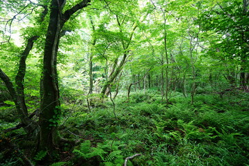 Obraz premium wild spring forest in the gleaming sunlight
