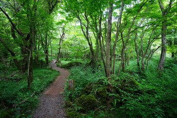 Obraz premium fine spring path to the light