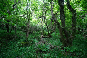Obraz premium wild spring forest in the gleaming sunlight