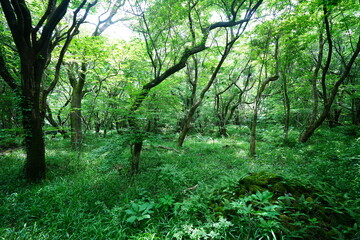wild spring forest in the gleaming sunlight