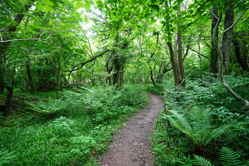 refreshing spring forest and fine path 