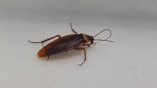 bug on the ground