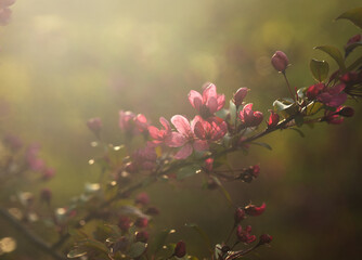 Crabapple Blossoms in the Afternoon
