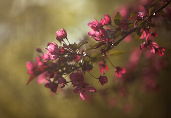 Crabapple blossoms in the afternoon sunshine.