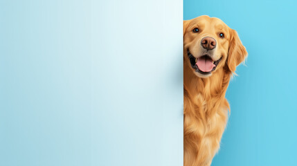 a golden retriever peeking out of the side of a white wall with space for text on a blue background