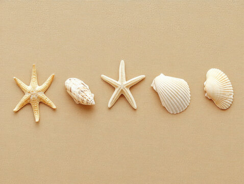Top view of a sandy beach with collection of exotic seashells and starfish as natural textured background