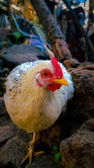 white feathers hen on bricks.