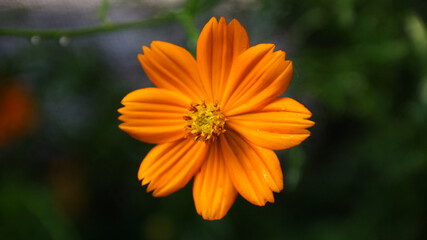 Cosmos caudatus Kunth or king's salad is an annual plant in the genus Cosmos