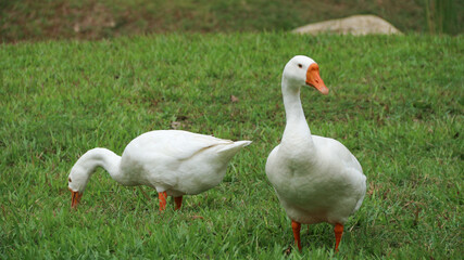 Obraz premium Swan (Cygnini, Goose; swan; ). Geese on a green meadow in a farm