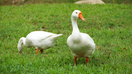 Swan (Cygnini, Goose; swan; ). Geese on a green meadow in a farm