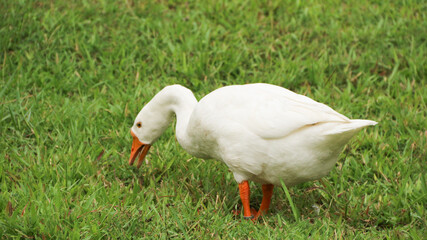 Swan (Cygnini, Goose; swan; ). Geese on a green meadow in a farm