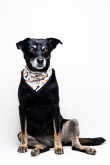 Full-Body Sitting Black Dog with Stylish Bandana in Studio Shot