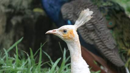 Beautiful bright white albino peacock. Albino peacock bird displaying out spread tail feathers with white plumage in zoo park. Wild animal in nature.