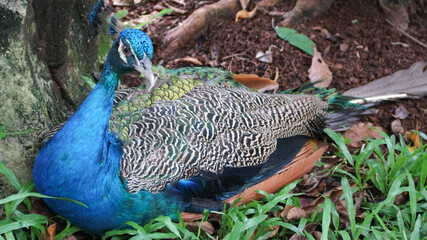 The Indian peafowl (Pavo cristatus) blue peafowl, peach pied peafowl.