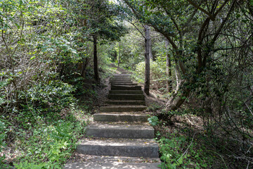 산 정상을 올라가는 숲 길 제주 서귀포시 표선면 가시리 따라비오름