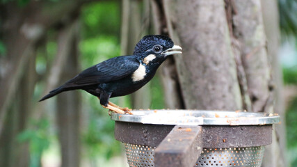 Portrait of a hill mynah bird. Common Hill Myna perching eye level on tree branch