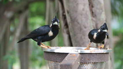 Portrait of a hill mynah bird. Common Hill Myna perching eye level on tree branch
