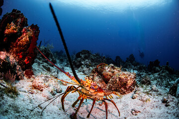 diver and lobster