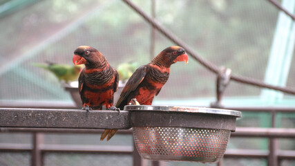 The blue-streaked lory (Eos reticulata) is a medium-sized parrot (31 cm), which is found on the...