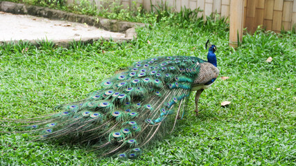 The Indian peafowl (Pavo cristatus) blue peafowl, peach pied peafowl.