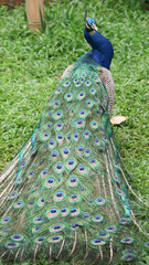Obraz premium The Indian peafowl (Pavo cristatus) blue peafowl, peach pied peafowl.