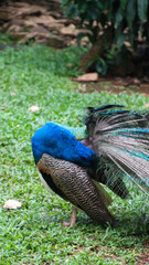 The Indian peafowl (Pavo cristatus) blue peafowl, peach pied peafowl.