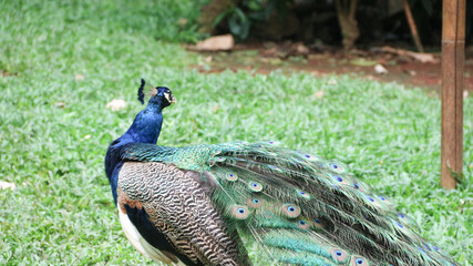 The Indian peafowl (Pavo cristatus) blue peafowl, peach pied peafowl.