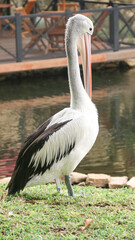 White Pelican (Pelecanus onocrotalus) Close-up view of a pelican walk by the pond