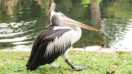 White Pelican (Pelecanus onocrotalus) Close-up view of a pelican walk by the pond