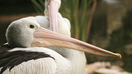 White Pelican (Pelecanus onocrotalus) Close-up view of a pelican walk by the pond