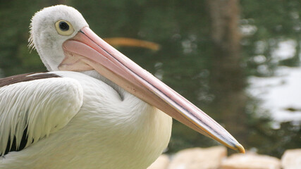 White Pelican (Pelecanus onocrotalus) Close-up view of a pelican walk by the pond