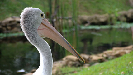 White Pelican (Pelecanus onocrotalus) Close-up view of a pelican walk by the pond